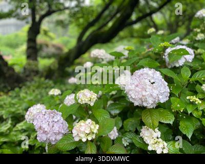 Hortensien blühen im Central Park, Manhattan, New York City. Stockfoto