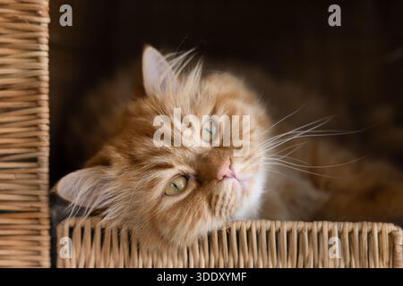 Faule Ruhe, entzückende Ingwerkatze, die in einem Korbhaus ruht Stockfoto