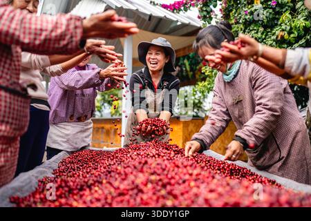 (260104) -- PEKING, 4. Januar 2026 (Xinhua) -- Mitarbeiter feiern die Kaffeeernte auf einer Plantage in Pu'er City, südwestchinesischer Provinz Yunnan, 8. Januar 2025. (Xinhua/Hu Chao) Stockfoto