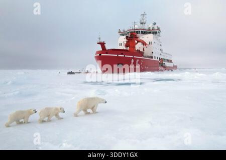(260104) -- PEKING, 4. Januar 2026 (Xinhua) -- Eine Eisbärin spaziert mit ihren Jungen am 31. August 2025 in einem Eisstationsgebiet in der Arktis. (Xinhua/Liu-Versand) Stockfoto