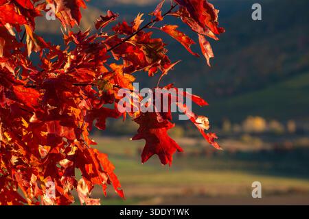 Lebhafte rote Herbstblätter der Roten Eiche (Quercus rubra) umrahmen eine warme Landschaft bei Sonnenuntergang mit einem verschwommenen Hintergrund Stockfoto