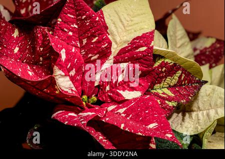 Nahaufnahme eines festlichen Weihnachtssteins mit roten, cremefarbenen und grünen Deckblättern mit Wassertropfen auf einem warmen Hintergrund, die die Dekoration hervorheben Stockfoto