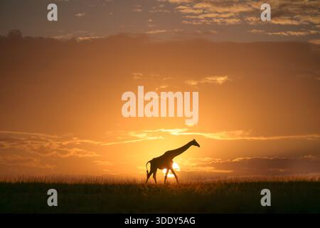 (260104) -- PEKING, 4. Januar 2026 (Xinhua) -- Eine Giraffe ist im Maasai Mara National Reserve in Narok County, Kenia, 1. September 2025 abgebildet. (Xinhua/Yang Guang) Stockfoto