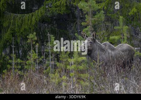 Das einjährige Elchkalb (Alces alces) bleibt normalerweise ein Jahr bei der Mutter und wird kurz vor der Geburt des neuen Nachwuchses vertrieben Stockfoto