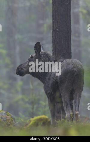 Der junge Bullenelch (Alces alces) wächst sein erstes Geweih, erkennbar an der kleinen Beule zwischen Auge und Ohr, Mai, Schweden Stockfoto