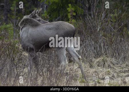 Mit einem kurzen Blick sorgt das Elchkalb (Alces alces) dafür, dass seine Mutter in der Nähe ist, Mai, Schweden Stockfoto