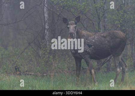 Eine Elchkuh (Alces alces) weidet das frische Gras auf einer Waldwiese am frühen Morgen, Mai, Morgennebel, Schweden Stockfoto