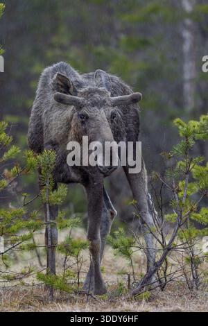 Elche (Alces alces) ernähren sich gerne von jungen Baumsprossen und frischen Blättern von Birken, Weiden und Pappeln im Frühjahr, dieser Stier Elch im Bast noch ha Stockfoto