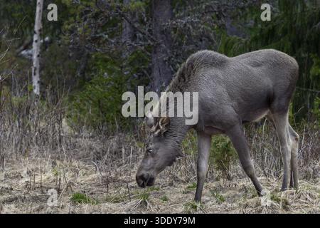 Das einjährige Elchkalb (Alces alces) bleibt normalerweise ein Jahr bei der Mutter und wird kurz vor der Geburt des neuen Nachwuchses vertrieben Stockfoto