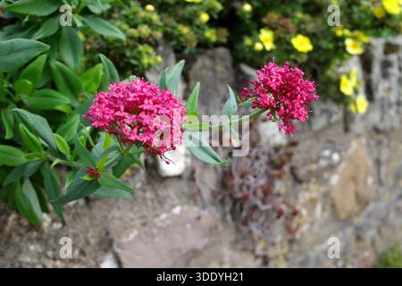 Aus grünen Stämmen mit langen Blättern entstehen dichte Gruppen von leuchtend rosa Blüten des Centranthus ruber, auch bekannt als roter Baldrian. Diese Blumen Stockfoto