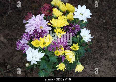 Farbenfroher Strauß aus mehrfarbigen Chrysanthemen-Blüten in Gelb, Lila und weiß. Floraler Hintergrund für Festlichkeiten und Garteninhalte. Stockfoto