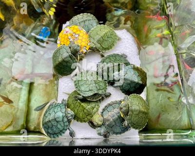 Bagdad, Bagdad, Irak. Januar 2026. Der Al-GHAZl-Markt, auch bekannt als Al-GHAZl-Markt, im Stadtteil Bab Al-Sharqi in Zentral-Bagdad, erlebte am Sonntagmorgen, dem 4. Januar 2026, einen deutlichen Anstieg der Aktivität. Eine große Vielfalt an Tieren wurde angeboten, darunter Geflügel, Zierfische und Schildkröten sowie Vorräte für die Aufzucht. Der Al-GHAZl-Markt ist einer der ältesten und beliebtesten Märkte der Hauptstadt, der vor allem an Wochenenden von Tierliebhabern und Familien besucht wird. Es bietet eine vielfältige Auswahl an Optionen und Preisen sowie eine lebhafte Atmosphäre, die einen widerspiegelt Stockfoto