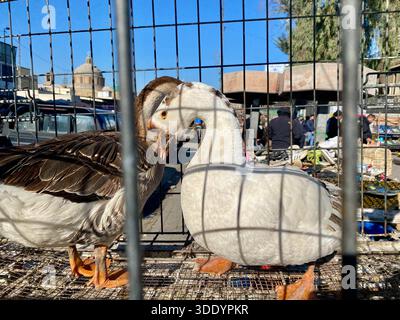 Bagdad, Bagdad, Irak. Januar 2026. Der Al-GHAZl-Markt, auch bekannt als Al-GHAZl-Markt, im Stadtteil Bab Al-Sharqi in Zentral-Bagdad, erlebte am Sonntagmorgen, dem 4. Januar 2026, einen deutlichen Anstieg der Aktivität. Eine große Vielfalt an Tieren wurde angeboten, darunter Geflügel, Zierfische und Schildkröten sowie Vorräte für die Aufzucht. Der Al-GHAZl-Markt ist einer der ältesten und beliebtesten Märkte der Hauptstadt, der vor allem an Wochenenden von Tierliebhabern und Familien besucht wird. Es bietet eine vielfältige Auswahl an Optionen und Preisen sowie eine lebhafte Atmosphäre, die einen widerspiegelt Stockfoto