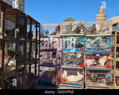 Bagdad, Bagdad, Irak. Januar 2026. Der Al-GHAZl-Markt, auch bekannt als Al-GHAZl-Markt, im Stadtteil Bab Al-Sharqi in Zentral-Bagdad, erlebte am Sonntagmorgen, dem 4. Januar 2026, einen deutlichen Anstieg der Aktivität. Eine große Vielfalt an Tieren wurde angeboten, darunter Geflügel, Zierfische und Schildkröten sowie Vorräte für die Aufzucht. Der Al-GHAZl-Markt ist einer der ältesten und beliebtesten Märkte der Hauptstadt, der vor allem an Wochenenden von Tierliebhabern und Familien besucht wird. Es bietet eine vielfältige Auswahl an Optionen und Preisen sowie eine lebhafte Atmosphäre, die einen widerspiegelt Stockfoto