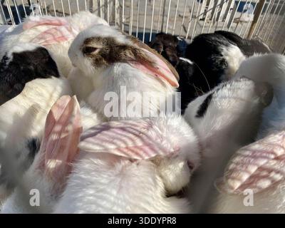 Bagdad, Bagdad, Irak. Januar 2026. Der Al-GHAZl-Markt, auch bekannt als Al-GHAZl-Markt, im Stadtteil Bab Al-Sharqi in Zentral-Bagdad, erlebte am Sonntagmorgen, dem 4. Januar 2026, einen deutlichen Anstieg der Aktivität. Eine große Vielfalt an Tieren wurde angeboten, darunter Geflügel, Zierfische und Schildkröten sowie Vorräte für die Aufzucht. Der Al-GHAZl-Markt ist einer der ältesten und beliebtesten Märkte der Hauptstadt, der vor allem an Wochenenden von Tierliebhabern und Familien besucht wird. Es bietet eine vielfältige Auswahl an Optionen und Preisen sowie eine lebhafte Atmosphäre, die einen widerspiegelt Stockfoto