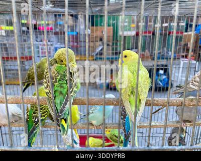 Bagdad, Bagdad, Irak. Januar 2026. Der Al-GHAZl-Markt, auch bekannt als Al-GHAZl-Markt, im Stadtteil Bab Al-Sharqi in Zentral-Bagdad, erlebte am Sonntagmorgen, dem 4. Januar 2026, einen deutlichen Anstieg der Aktivität. Eine große Vielfalt an Tieren wurde angeboten, darunter Geflügel, Zierfische und Schildkröten sowie Vorräte für die Aufzucht. Der Al-GHAZl-Markt ist einer der ältesten und beliebtesten Märkte der Hauptstadt, der vor allem an Wochenenden von Tierliebhabern und Familien besucht wird. Es bietet eine vielfältige Auswahl an Optionen und Preisen sowie eine lebhafte Atmosphäre, die einen widerspiegelt Stockfoto