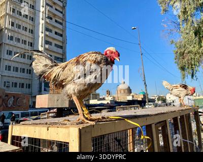 Bagdad, Bagdad, Irak. Januar 2026. Der Al-GHAZl-Markt, auch bekannt als Al-GHAZl-Markt, im Stadtteil Bab Al-Sharqi in Zentral-Bagdad, erlebte am Sonntagmorgen, dem 4. Januar 2026, einen deutlichen Anstieg der Aktivität. Eine große Vielfalt an Tieren wurde angeboten, darunter Geflügel, Zierfische und Schildkröten sowie Vorräte für die Aufzucht. Der Al-GHAZl-Markt ist einer der ältesten und beliebtesten Märkte der Hauptstadt, der vor allem an Wochenenden von Tierliebhabern und Familien besucht wird. Es bietet eine vielfältige Auswahl an Optionen und Preisen sowie eine lebhafte Atmosphäre, die einen widerspiegelt Stockfoto
