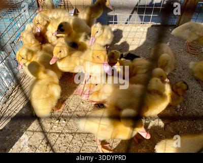 Bagdad, Bagdad, Irak. Januar 2026. Der Al-GHAZl-Markt, auch bekannt als Al-GHAZl-Markt, im Stadtteil Bab Al-Sharqi in Zentral-Bagdad, erlebte am Sonntagmorgen, dem 4. Januar 2026, einen deutlichen Anstieg der Aktivität. Eine große Vielfalt an Tieren wurde angeboten, darunter Geflügel, Zierfische und Schildkröten sowie Vorräte für die Aufzucht. Der Al-GHAZl-Markt ist einer der ältesten und beliebtesten Märkte der Hauptstadt, der vor allem an Wochenenden von Tierliebhabern und Familien besucht wird. Es bietet eine vielfältige Auswahl an Optionen und Preisen sowie eine lebhafte Atmosphäre, die einen widerspiegelt Stockfoto