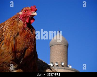 Bagdad, Bagdad, Irak. Januar 2026. Der Al-GHAZl-Markt, auch bekannt als Al-GHAZl-Markt, im Stadtteil Bab Al-Sharqi in Zentral-Bagdad, erlebte am Sonntagmorgen, dem 4. Januar 2026, einen deutlichen Anstieg der Aktivität. Eine große Vielfalt an Tieren wurde angeboten, darunter Geflügel, Zierfische und Schildkröten sowie Vorräte für die Aufzucht. Der Al-GHAZl-Markt ist einer der ältesten und beliebtesten Märkte der Hauptstadt, der vor allem an Wochenenden von Tierliebhabern und Familien besucht wird. Es bietet eine vielfältige Auswahl an Optionen und Preisen sowie eine lebhafte Atmosphäre, die einen widerspiegelt Stockfoto