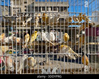 Bagdad, Bagdad, Irak. Januar 2026. Der Al-GHAZl-Markt, auch bekannt als Al-GHAZl-Markt, im Stadtteil Bab Al-Sharqi in Zentral-Bagdad, erlebte am Sonntagmorgen, dem 4. Januar 2026, einen deutlichen Anstieg der Aktivität. Eine große Vielfalt an Tieren wurde angeboten, darunter Geflügel, Zierfische und Schildkröten sowie Vorräte für die Aufzucht. Der Al-GHAZl-Markt ist einer der ältesten und beliebtesten Märkte der Hauptstadt, der vor allem an Wochenenden von Tierliebhabern und Familien besucht wird. Es bietet eine vielfältige Auswahl an Optionen und Preisen sowie eine lebhafte Atmosphäre, die einen widerspiegelt Stockfoto