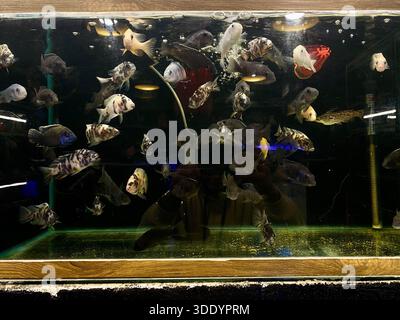 Bagdad, Bagdad, Irak. Januar 2026. Der Al-GHAZl-Markt, auch bekannt als Al-GHAZl-Markt, im Stadtteil Bab Al-Sharqi in Zentral-Bagdad, erlebte am Sonntagmorgen, dem 4. Januar 2026, einen deutlichen Anstieg der Aktivität. Eine große Vielfalt an Tieren wurde angeboten, darunter Geflügel, Zierfische und Schildkröten sowie Vorräte für die Aufzucht. Der Al-GHAZl-Markt ist einer der ältesten und beliebtesten Märkte der Hauptstadt, der vor allem an Wochenenden von Tierliebhabern und Familien besucht wird. Es bietet eine vielfältige Auswahl an Optionen und Preisen sowie eine lebhafte Atmosphäre, die einen widerspiegelt Stockfoto