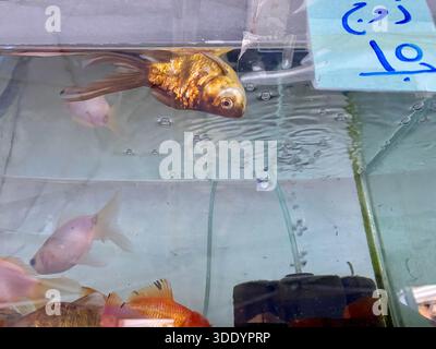 Bagdad, Bagdad, Irak. Januar 2026. Der Al-GHAZl-Markt, auch bekannt als Al-GHAZl-Markt, im Stadtteil Bab Al-Sharqi in Zentral-Bagdad, erlebte am Sonntagmorgen, dem 4. Januar 2026, einen deutlichen Anstieg der Aktivität. Eine große Vielfalt an Tieren wurde angeboten, darunter Geflügel, Zierfische und Schildkröten sowie Vorräte für die Aufzucht. Der Al-GHAZl-Markt ist einer der ältesten und beliebtesten Märkte der Hauptstadt, der vor allem an Wochenenden von Tierliebhabern und Familien besucht wird. Es bietet eine vielfältige Auswahl an Optionen und Preisen sowie eine lebhafte Atmosphäre, die einen widerspiegelt Stockfoto