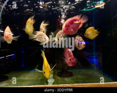 Bagdad, Bagdad, Irak. Januar 2026. Der Al-GHAZl-Markt, auch bekannt als Al-GHAZl-Markt, im Stadtteil Bab Al-Sharqi in Zentral-Bagdad, erlebte am Sonntagmorgen, dem 4. Januar 2026, einen deutlichen Anstieg der Aktivität. Eine große Vielfalt an Tieren wurde angeboten, darunter Geflügel, Zierfische und Schildkröten sowie Vorräte für die Aufzucht. Der Al-GHAZl-Markt ist einer der ältesten und beliebtesten Märkte der Hauptstadt, der vor allem an Wochenenden von Tierliebhabern und Familien besucht wird. Es bietet eine vielfältige Auswahl an Optionen und Preisen sowie eine lebhafte Atmosphäre, die einen widerspiegelt Stockfoto