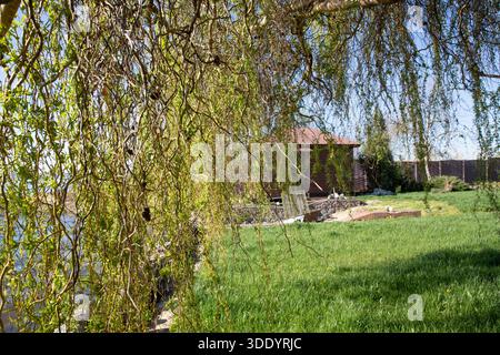 Weinende Weidenzweige hängen am sonnigen Tag über grünem Rasen in der Nähe eines hölzernen Gartenhauses Stockfoto