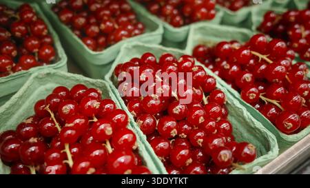 Nahaufnahme mehrerer Kartons gefüllt mit frischen Reifen roten Johannisbeerbeeren auf dem Bauernmarkt, kleinen Früchten mit Stielen, gesunder Ernährung und Orga Stockfoto