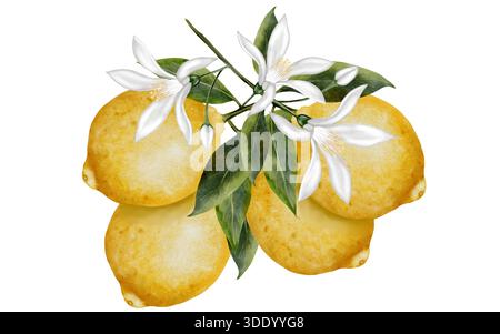 Zweig mit Zitronen und Blumen Aquarellillustration. Handgezeichnete tropische Sauerfrüchte. Clip-Art aus saftiger gelber Limette. Zitrusfrüchte auf isoliertem Weiss Stockfoto