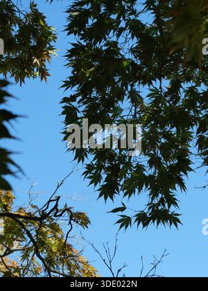 Japanischer Ahorn, Fächerahorn mit Herbstfarben, von unten fotografiert. Kopierraum. Stockfoto