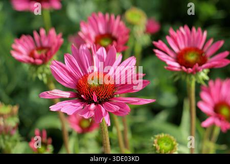 Echinaceas. Echinacea purpurea „Rubinglow“, violetter Coneflower, auch bekannt als Echinacea purpurea Ruby Glow. Spätsommer blüht, Gänseblümchen. Stockfoto
