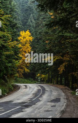 Malerische Herbstlandschaft der Aladag Mountains. Mit gewundenen Asphaltstraßen durch dichten, nebeligen Herbstlaub, Bolu, Türkei. Stockfoto
