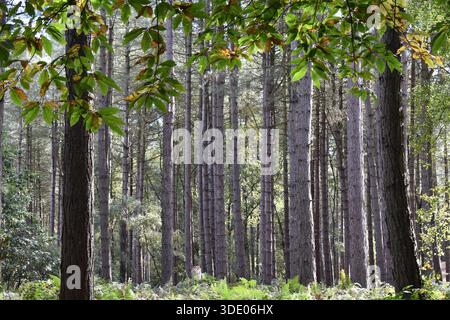 Eine ewige Baumlinie im Delamere Forest in Cheshire, Nordwesten Englands. Stockfoto