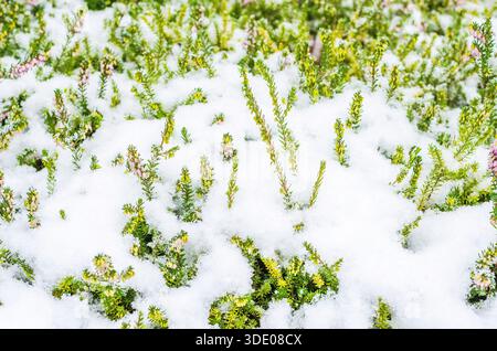 Zarte rosafarbene Heidekraut-Blüten, bedeckt mit einer frischen Decke aus Winterschnee Stockfoto