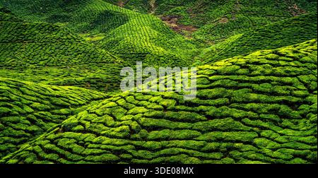 Üppige grüne Teeplantagen mit sanften Hügeln in einer malerischen Landschaft. Stockfoto