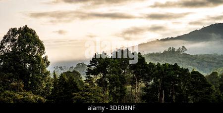 Eine ruhige Landschaft mit üppigen grünen Bäumen und nebeligen Bergen im Hintergrund, mit weichen Wolken am Himmel Stockfoto
