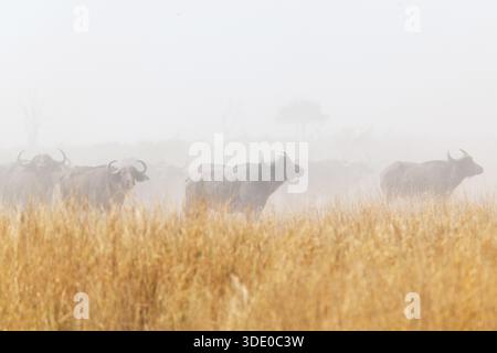 Eine Herde afrikanischer Büffel, die in der Mitte der trockenen Savanne in der Nähe des Moremi Game Reserve, Botswana, steht still im Staub Stockfoto