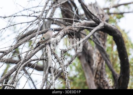 Kleine Smaragdfleckige Holztaube inmitten eines trockenen Baumes in Khwai, Botswana Stockfoto
