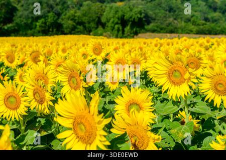Große Sonnenblumen in voller Blüte. Bei Lop buri Thailand, Sonnenblumen-Hintergrundkonzept Stockfoto