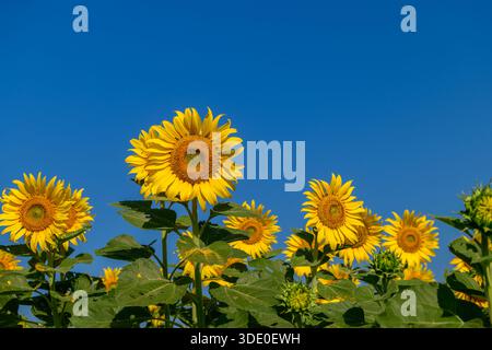 Sonnenblumen oder helianthus annuus gegen klaren blauen Himmel, Lop buri Thailand Stockfoto