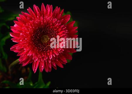 Blick von oben auf die lebendige Red Gerbera Daisy mit Tautropfen auf Blütenblättern aus nächster Nähe isoliert auf schwarzem Hintergrund Stockfoto