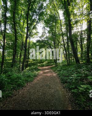 Pfad im Wald: Perspektivische Sicht auf einen schattigen Feldweg im Wald. Eine weite, flache Perspektive eines unbefestigten Weges, der in dichten grünen Wald führt. Stockfoto