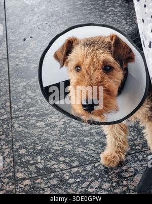 Nahaufnahme eines braunen Terrierhundes mit grauhaarigen Haaren, der in die Kamera schaut, während er einen weiß-schwarzen Schutzkegel trägt. Stockfoto