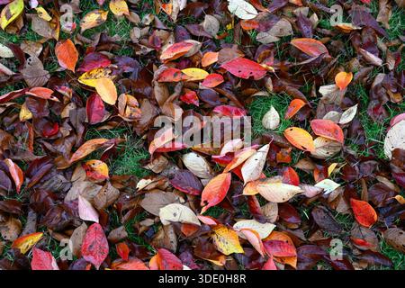 Braune, grüne, gelbe, orange und rote Herbstblätter auf dem Waldboden Hintergrund, Kyoto, Japan. Stockfoto