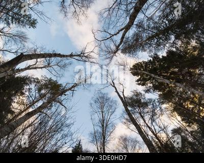 Niedriger Blickwinkel auf hohe Birken- und Kiefernbäume, die sich in Richtung eines blauen Himmels mit weichen weißen Wolken in Estland erstrecken. Stockfoto