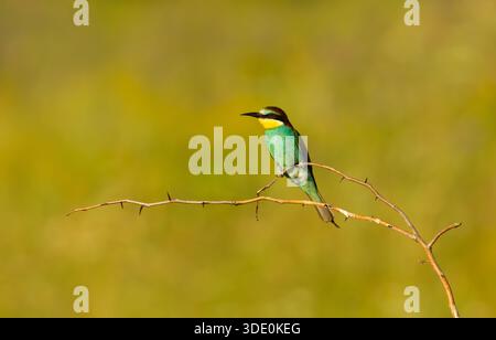 Ein lebhafter europäischer Bienenfresser (Merops apiaster), der im Sommer auf einem Zweig thront und sein markantes Gefieder in der natürlichen Umgebung Bulgariens zeigt. Stockfoto