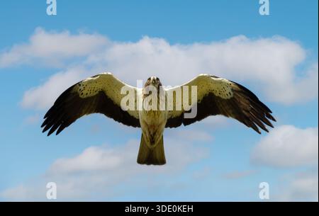 Ein gestielter Adler (Hieraaetus pennatus) schwingt in der Luft mit Flügeln, die vollständig gegen einen blauen Himmel in seinem natürlichen Lebensraum in Bulgarien ausgebreitet sind. Stockfoto