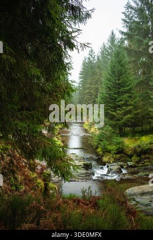 Der Fluss Severn fließt durch den Hafren Forest in Powys, Wales, umgeben von üppig grünen Wäldern Stockfoto