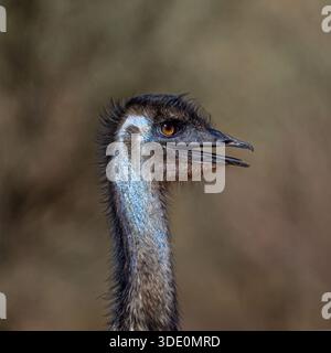Ein Nahaufnahme-Porträt des Kopfes einer wilden Emu in Australien. Stockfoto